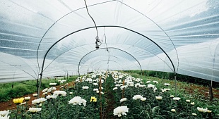 Полиэтиленовая плёнка